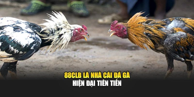 88CLB -là nhà cái đá gà hiện đại tiên tiến