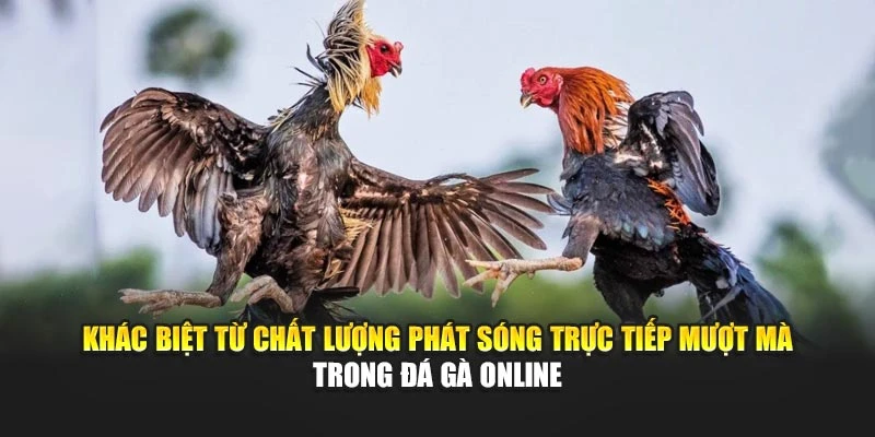 Khác biệt từ chất lượng phát sóng trực tiếp mượt mà trong đá gà online